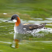 Red-necked Phalarope